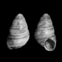 Eatonina cossurae 